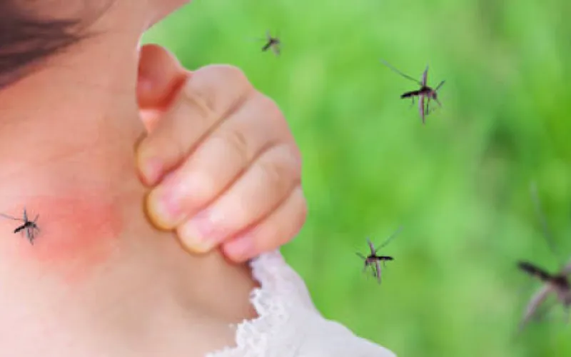 Le Chikungunia en France