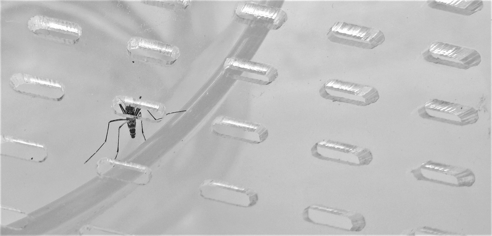 no mosquitoes with Mostiglass